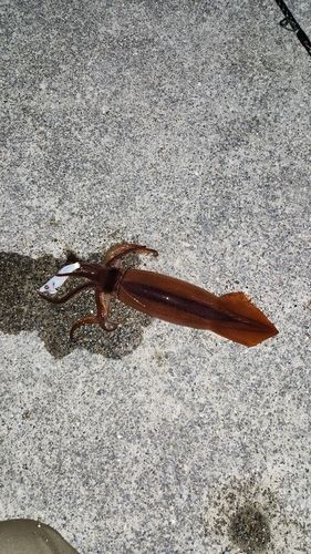 スルメイカの釣果