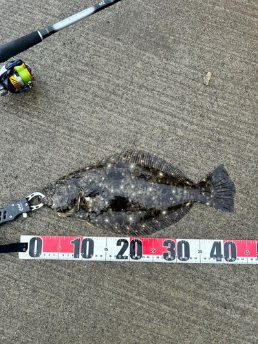ヒラメの釣果