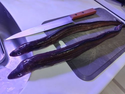 マアナゴの釣果
