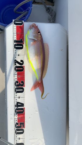 イトヨリダイの釣果