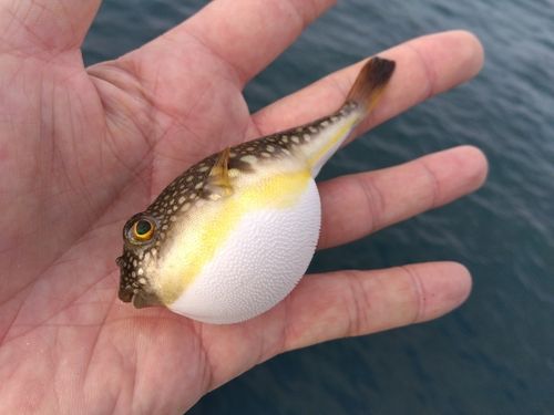 フグの釣果