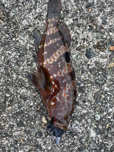 キジハタの釣果