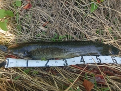 ナマズの釣果