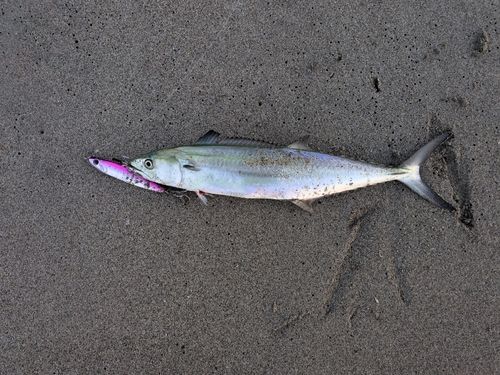 サゴシの釣果