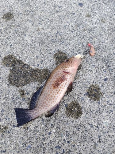 オオモンハタの釣果