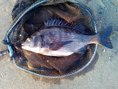 クロダイの釣果