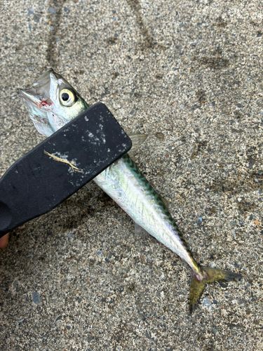 サバの釣果