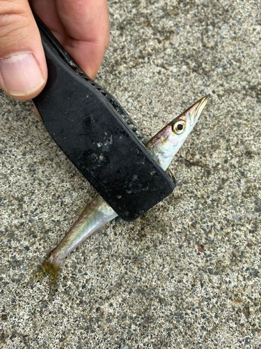 カマスの釣果