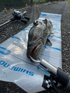 ライギョの釣果