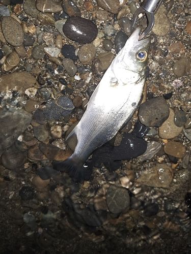 セイゴ（ヒラスズキ）の釣果
