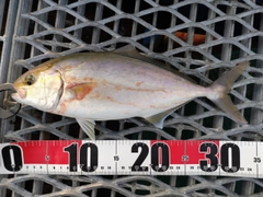 シオの釣果