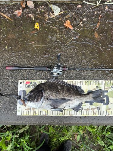 チヌの釣果