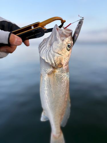 イシモチの釣果