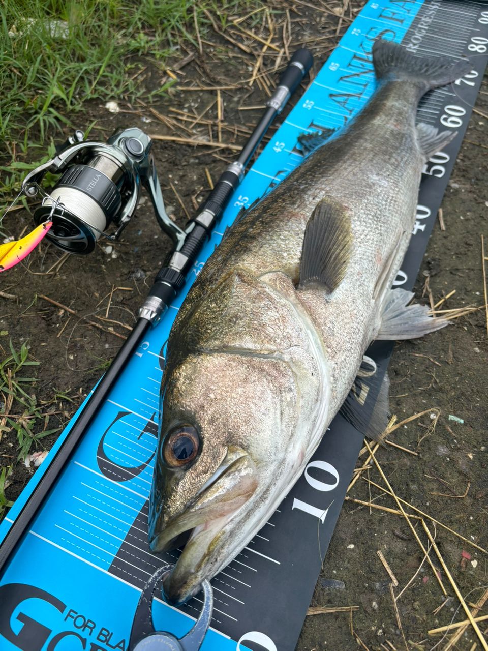 SHIMANO 22ステラ 4000MHGの最安値・インプレ・釣果 | 本音の口コミが