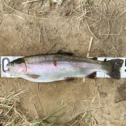 レインボートラウトの釣果
