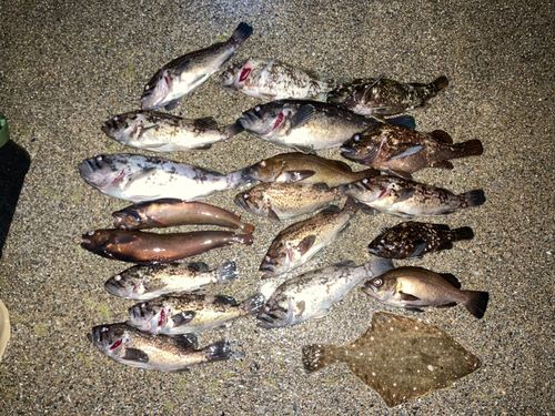 釣果