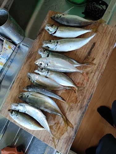 アジの釣果