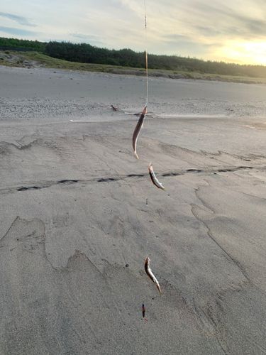 カマスの釣果