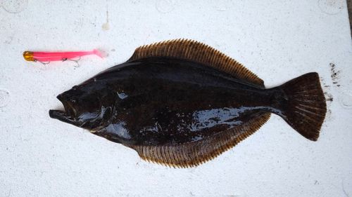 ヒラメの釣果