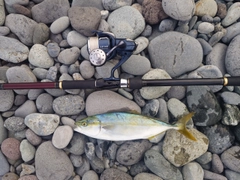 ツバスの釣果