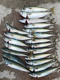 サバの釣果