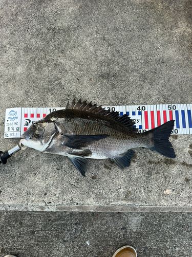 チヌの釣果