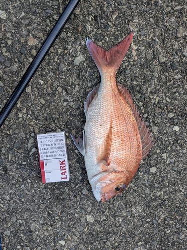タイの釣果