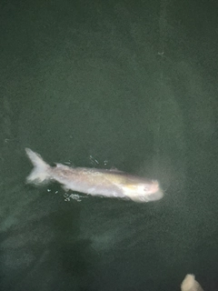 ボラの釣果