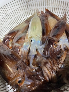 スルメイカの釣果