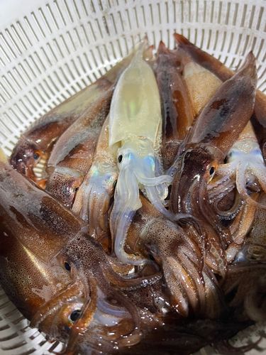 スルメイカの釣果