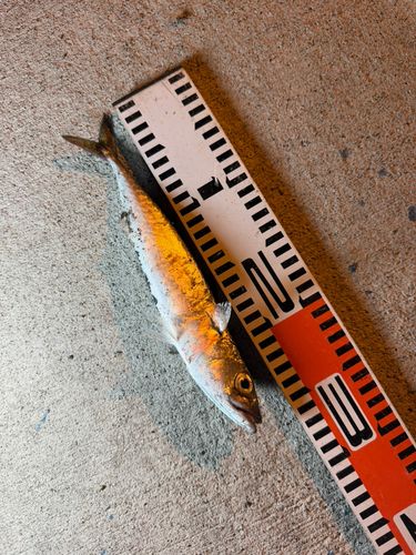 サバの釣果