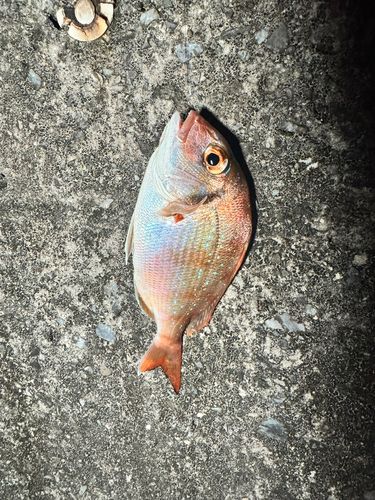 コダイの釣果