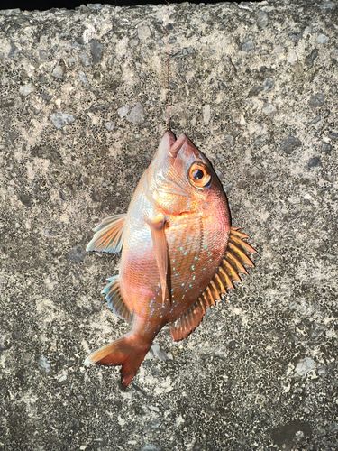 コダイの釣果