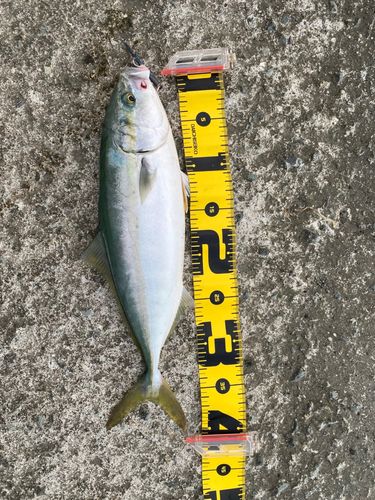 イナダの釣果