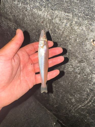 シロギスの釣果