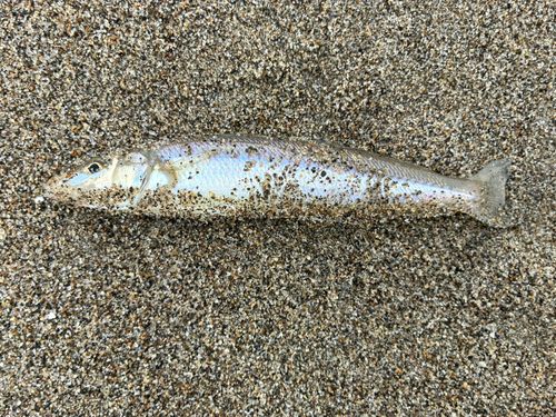 シロギスの釣果