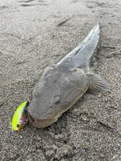 コチの釣果