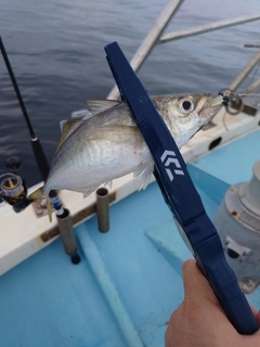 マアジの釣果