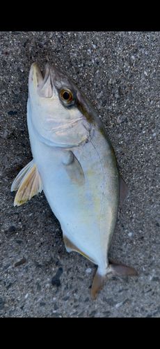 シオの釣果