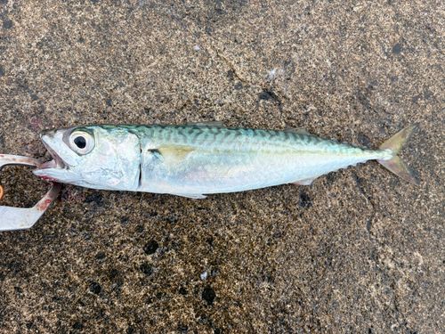 サバの釣果