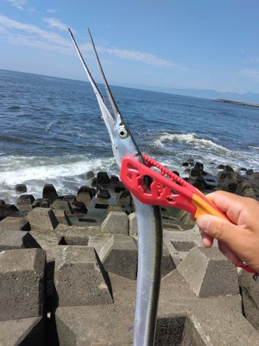 ダツの釣果