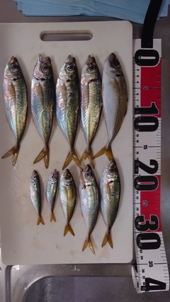 マアジの釣果