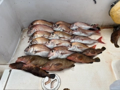 タイの釣果