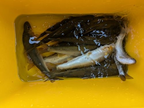 アユの釣果