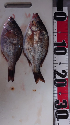ウミタナゴの釣果