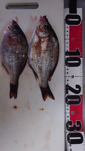 ウミタナゴの釣果