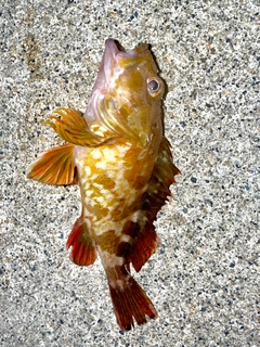 カサゴの釣果