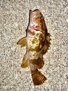 タケノコメバルの釣果
