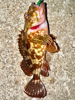 カサゴの釣果