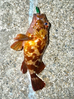 カサゴの釣果